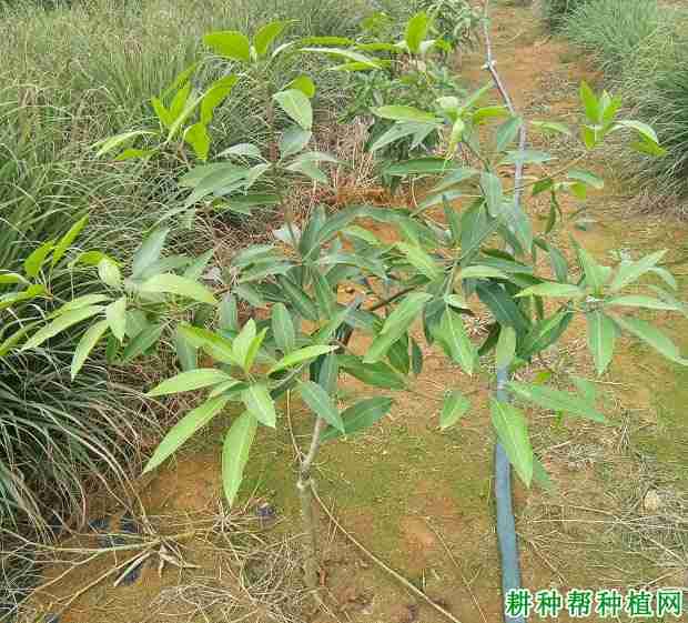 芒果缺氮怎么办呢(芒果缺氮)